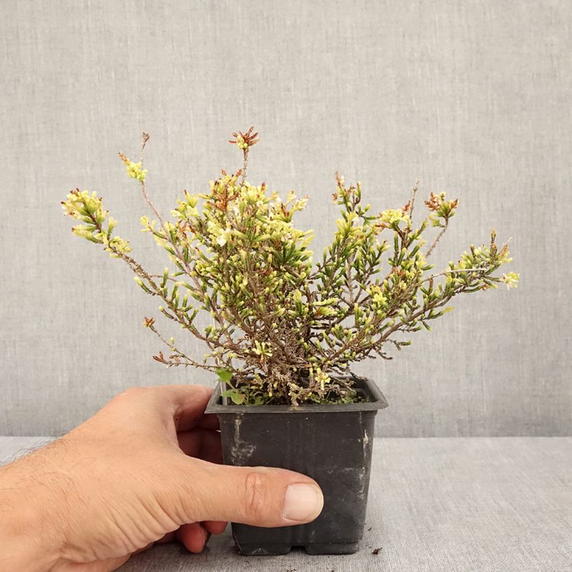 Ejemplar de Calluna vulgaris Alba - Brecina Maceta de 8/9 cm entregado en verano