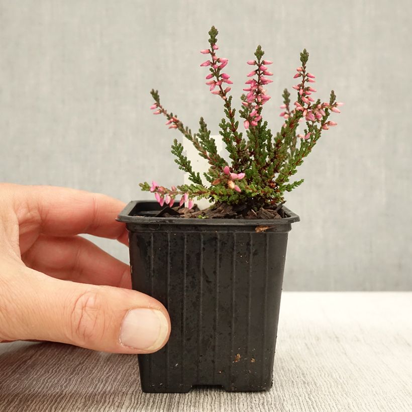 Ejemplar de Calluna vulgaris Dark Beauty - Brecina Maceta de 8/9 cm entregado en otoño