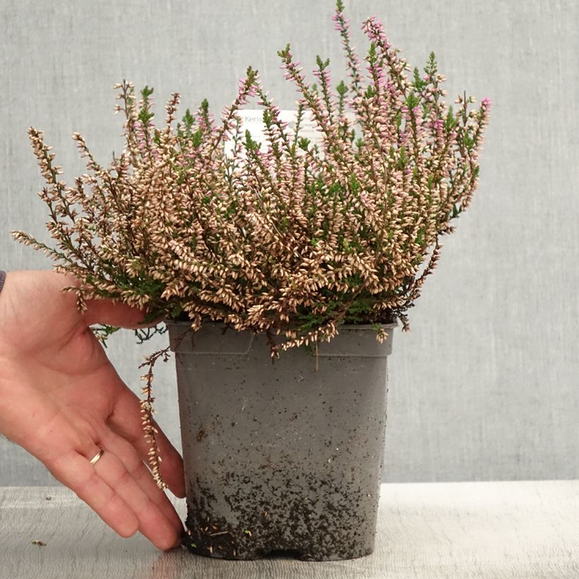Ejemplar de Calluna vulgaris Marleen - Brecina Maceta 2L/3L entregado en otoño