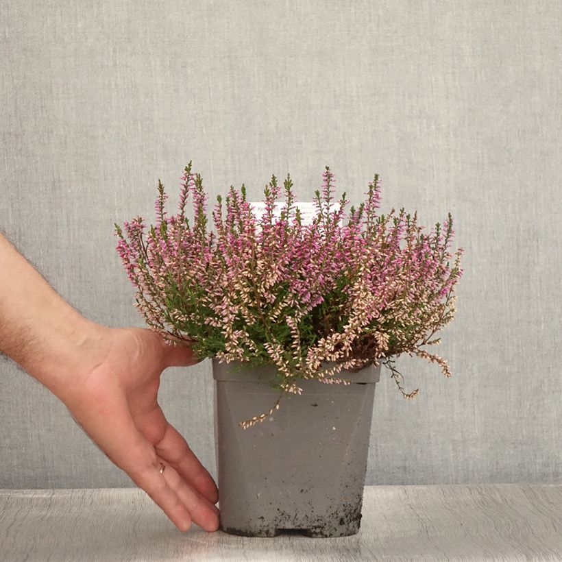 Ejemplar de Calluna vulgaris Marleen - Brecina Maceta 2L/3L entregado en verano