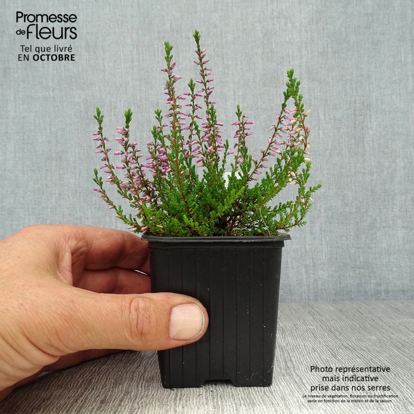 Ejemplar de Calluna vulgaris Marlies - Brecina Maceta de 8/9 cm entregado en otoño