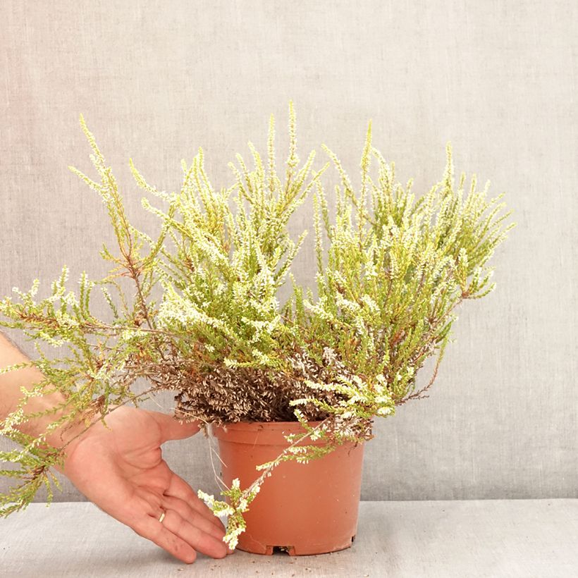 Ejemplar de Calluna vulgaris Sandy - Brecina Maceta 2L/3L entregado en verano