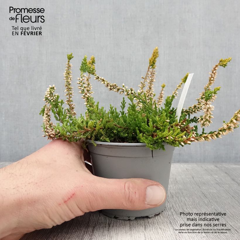 Calluna vulgaris Sandy - Brecina Maceta 2L/3L Ejemplar entregado en invierno