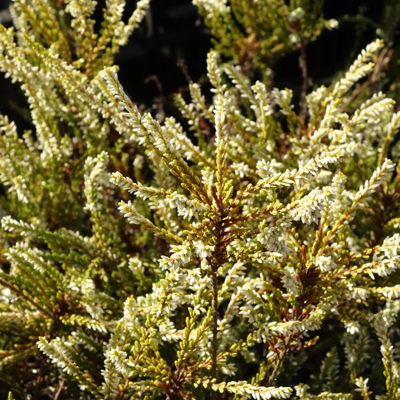 Calluna vulgaris Sandy - Brecina (Follaje)
