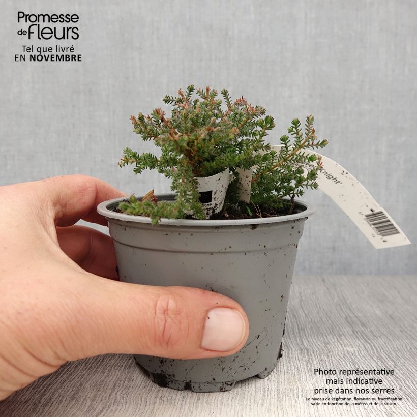 Ejemplar de Calluna vulgaris Silver Knight - Brecina Maceta de 8/9 cm entregado en otoño