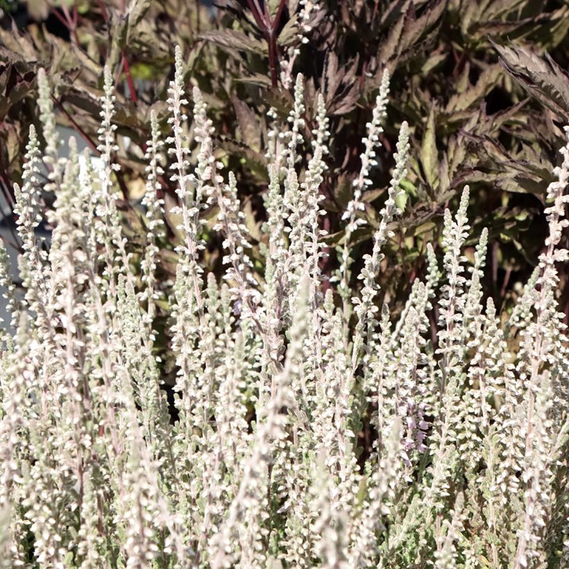 Calluna vulgaris Silver Knight - Brecina (Follaje)