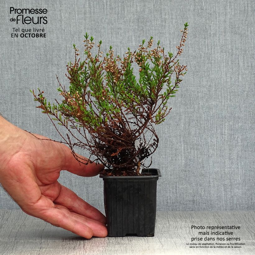 Ejemplar de Calluna vulgaris Spring Torch - Brecina Maceta de 8/9 cm entregado en otoño