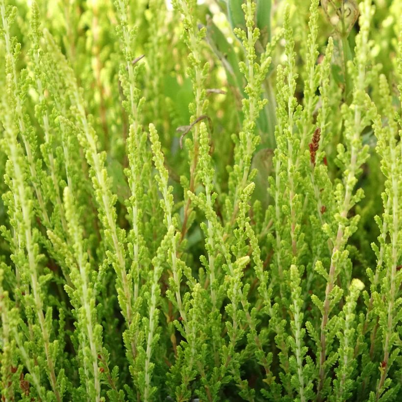 Calluna vulgaris Garden Girls Theresa - Brecina (Follaje)