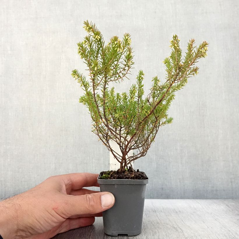 Ejemplar de Erica darleyensis Ghost Hills - Brezo rosado Maceta de 8/9 cm entregado en otoño