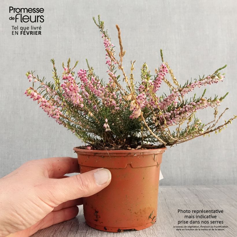Erica darleyensis Ghost Hills - Brezo rosado Maceta 1L/1,5L Ejemplar entregado en invierno