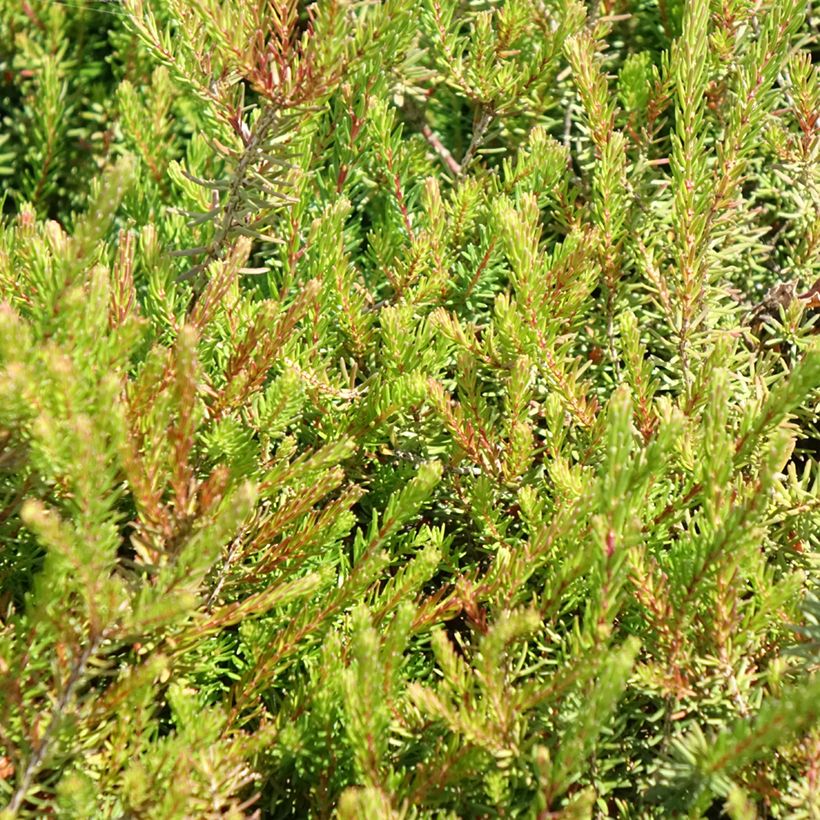 Erica darleyensis J.W. Porter - Brezo rosado (Follaje)