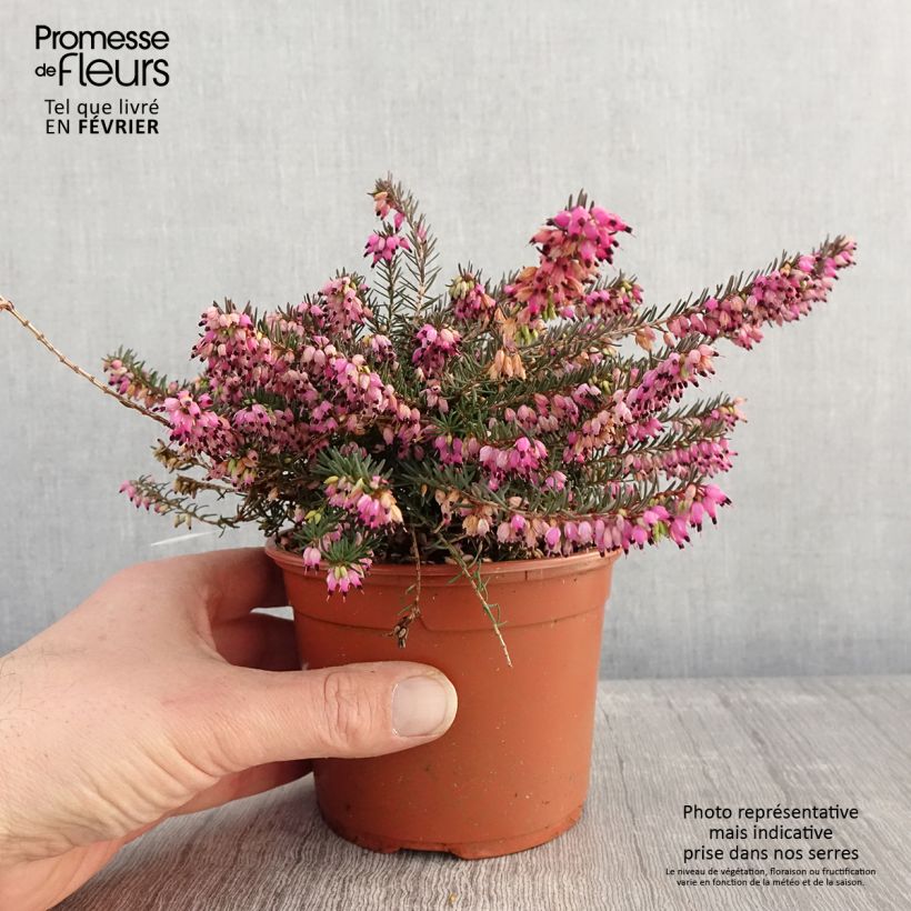 Erica darleyensis Kramer's Rote - Brezo rosado Maceta 1L/1,5L Ejemplar entregado en invierno