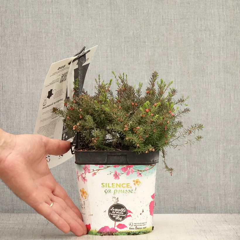 Ejemplar de Erica darleyensis Kramer's Rote - Brezo rosado Maceta 2L/3LAltura de entrega aprox. 10/15cm entregado en verano