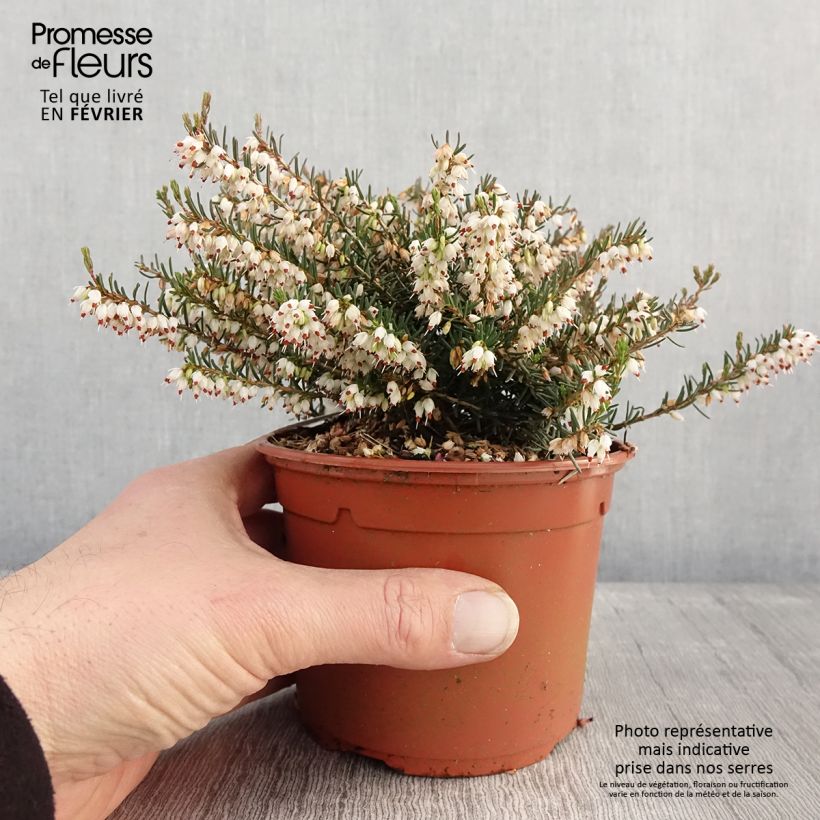 Erica darleyensis Silberschmelze - Brezo rosado Maceta 2L/3L Ejemplar entregado en invierno
