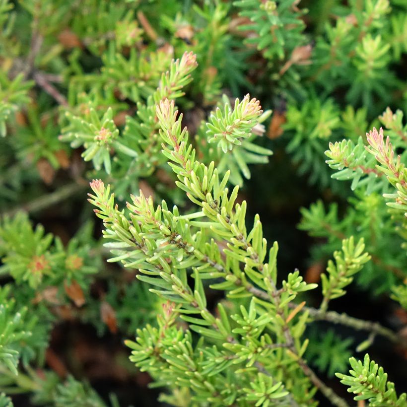 Erica carnea Ruby Glow - Brezo vizcaíno (Follaje)