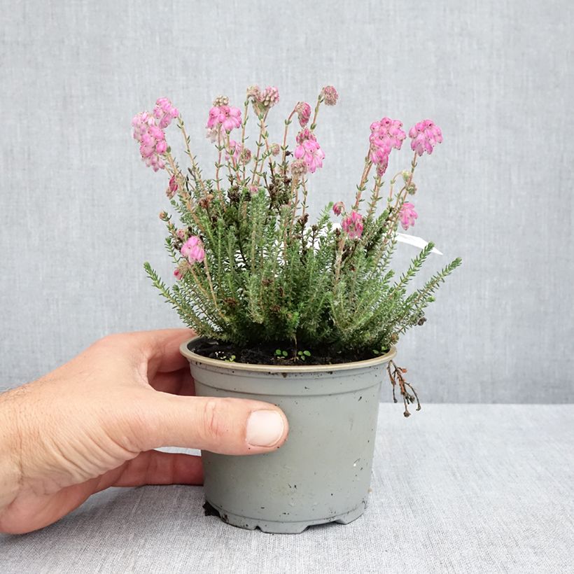 Erica tetralix Con Underwood - Brezo de cuatro estambres Maceta de 12 cm / 13 cm Ejemplar entregado en la primavera