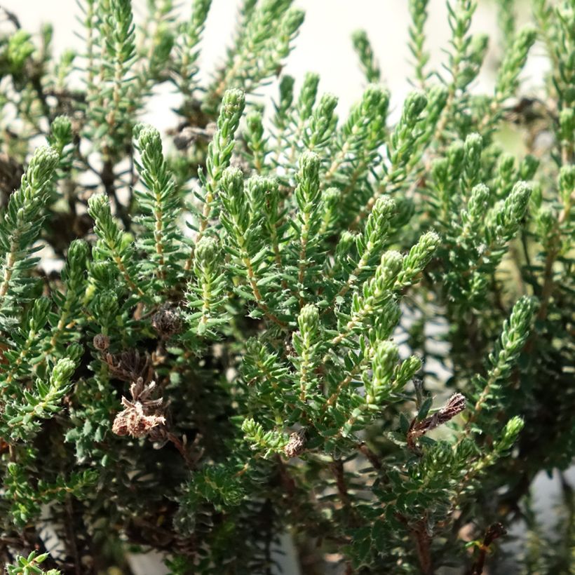Erica tetralix Tina - Brezo de cuatro estambres (Follaje)