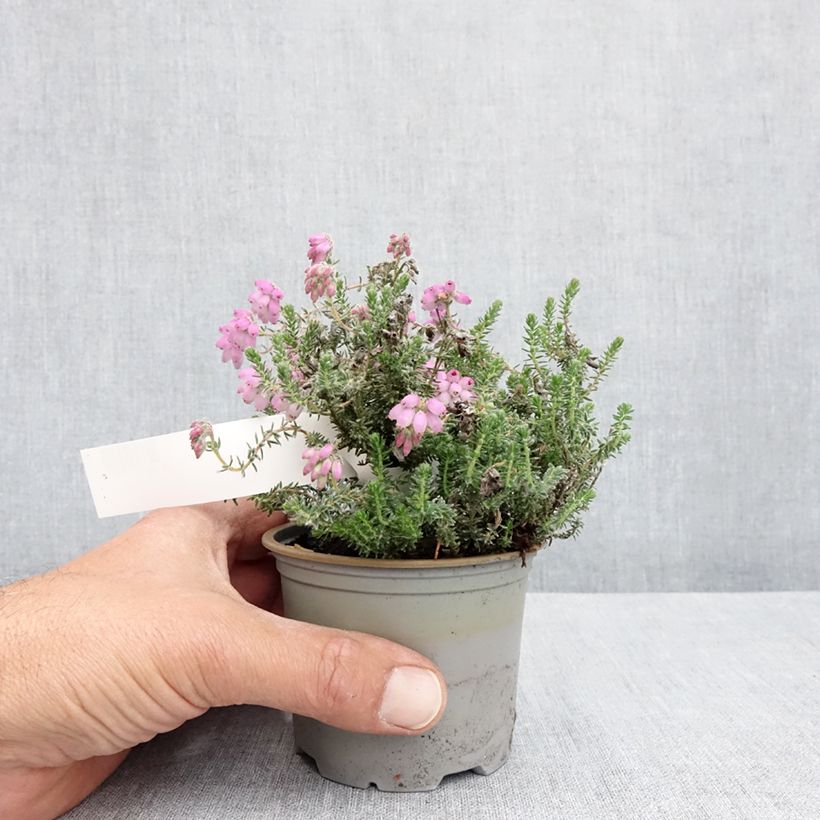 Erica tetralix Tina - Brezo de cuatro estambres Maceta de 12 cm / 13 cm Ejemplar entregado en la primavera