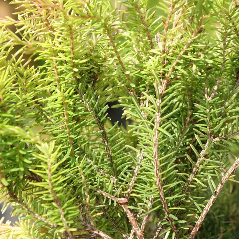 Erica carnea Foxhollow - Brezo vizcaíno (Follaje)