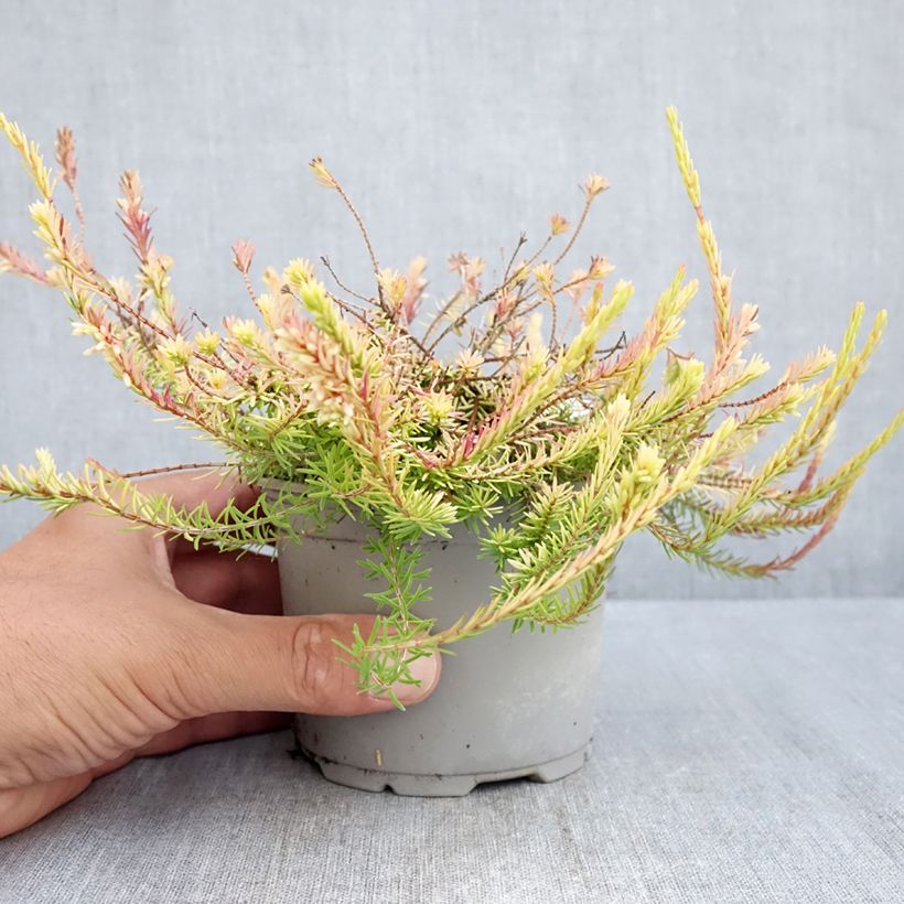 Ejemplar de Erica carnea Foxhollow - Brezo vizcaíno Maceta de 12 cm / 13 cm entregado en verano