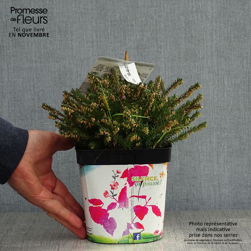 Ejemplar de Erica darleyensis Jenny Porter - Brezo rosado Maceta 2L/3L entregado en otoño