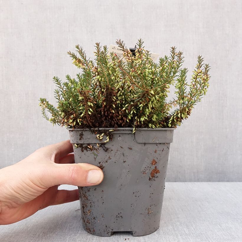 Erica carnea Rosalie - Brezo vizcaíno Maceta 2L/3LAltura de entrega aprox. 10cm Ejemplar entregado en invierno