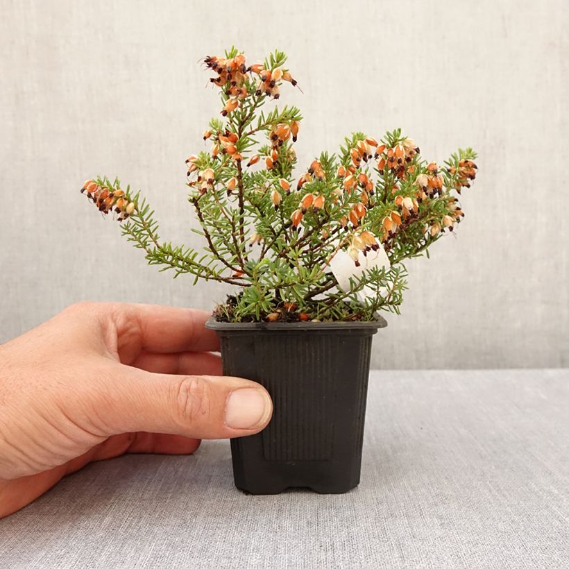 Erica carnea Snow Queen - Brezo vizcaíno Maceta de 8/9 cm Ejemplar entregado en la primavera