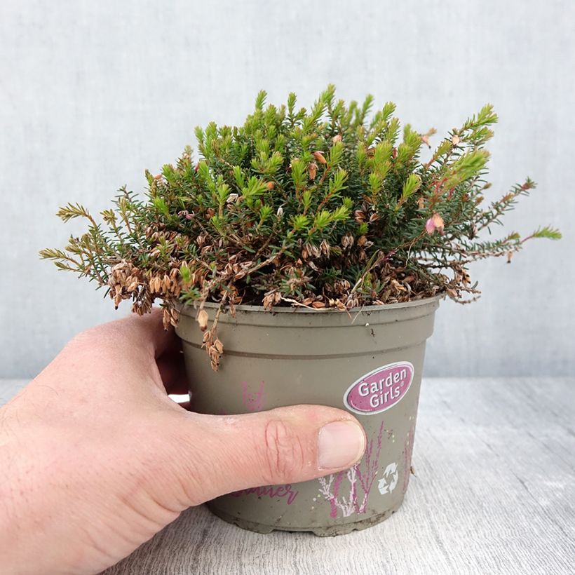 Erica carnea Winterfreude - Brezo vizcaíno Maceta 1L/1,5L Ejemplar entregado en la primavera