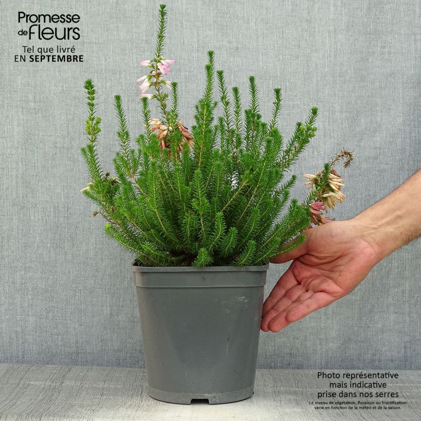 Ejemplar de Erica verticillata - Brezo verticilado Maceta 4L/5L entregado en otoño