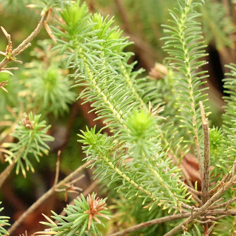 Erica verticillata - Brezo verticilado (Follaje)