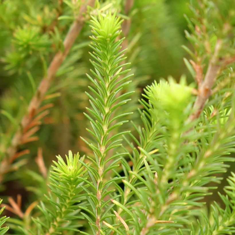 Erica verticillata - Brezo verticilado (Follaje)