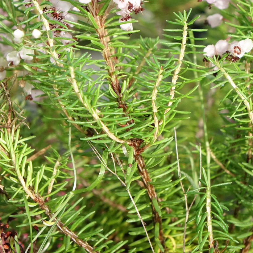 Erica vagans Mrs D.F. Maxwell - Brezo (Follaje)