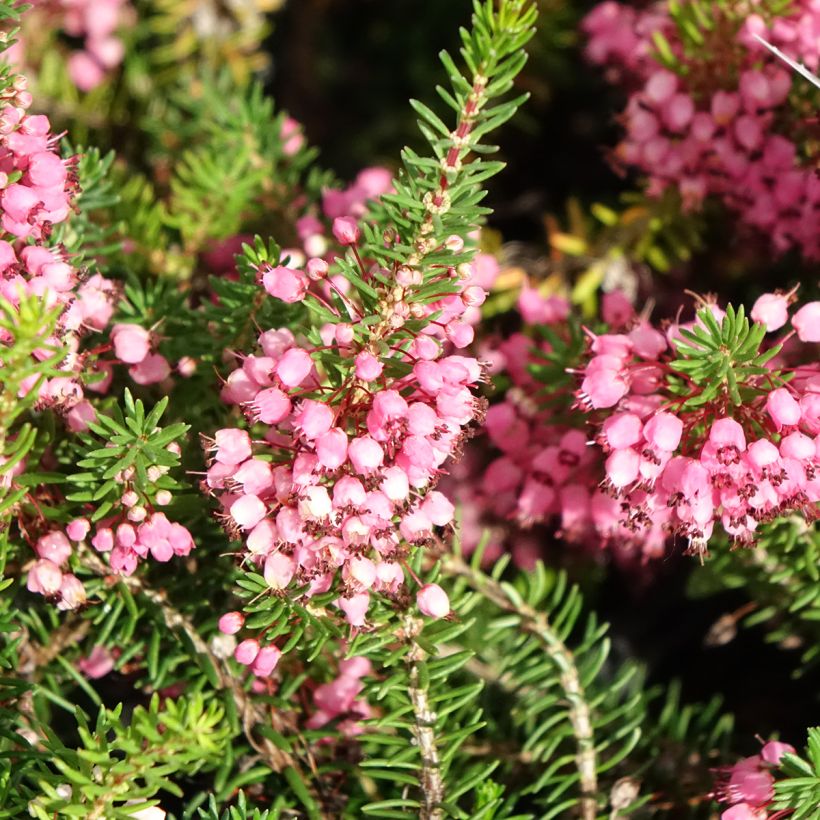 Erica vagans Mrs D.F. Maxwell - Brezo (Floración)