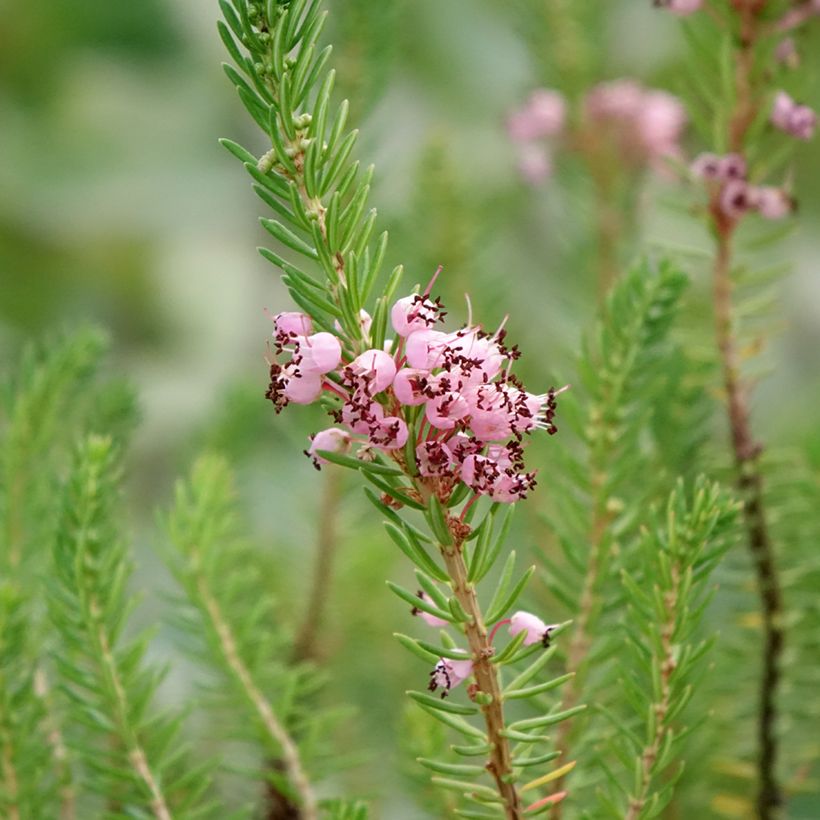 Erica vagans Pyrenees Pink - Brezo (Floración)