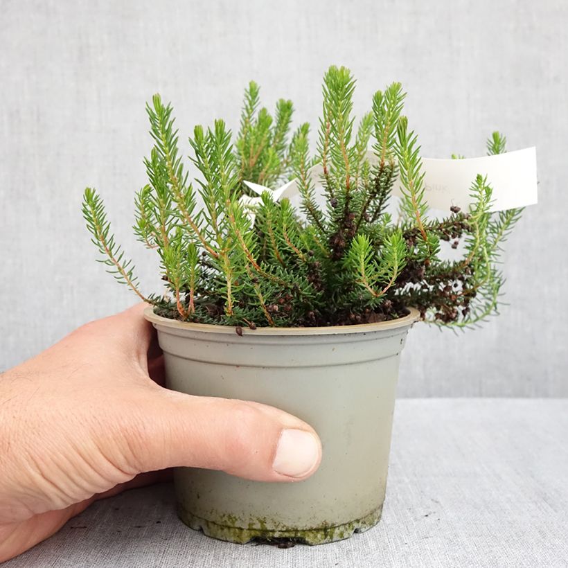 Erica vagans Pyrenees Pink - Brezo Maceta de 12 cm / 13 cm Ejemplar entregado en la primavera