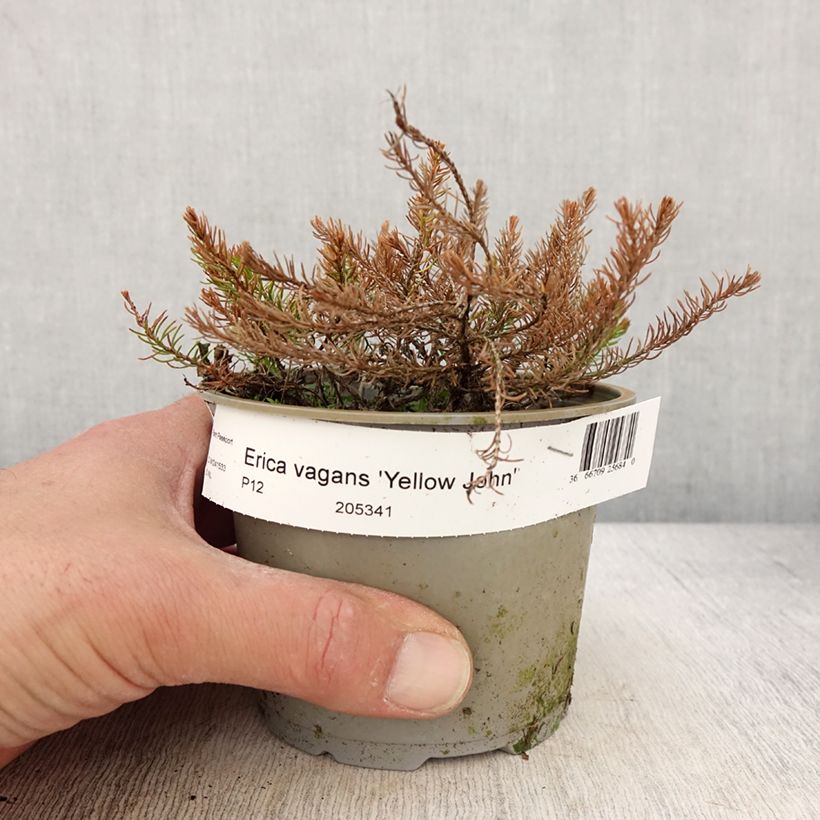 Erica vagans Yellow John - Brezo Maceta de 12 cm / 13 cm Ejemplar entregado en la primavera