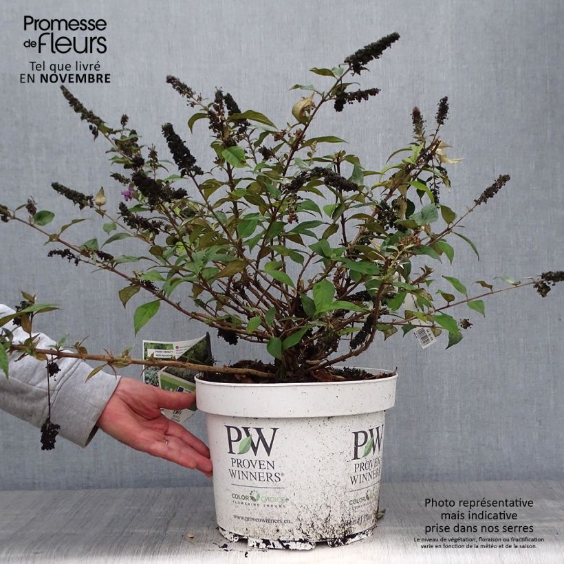 Ejemplar de Buddleja Blue Chip Maceta 7,5L/10L entregado en otoño