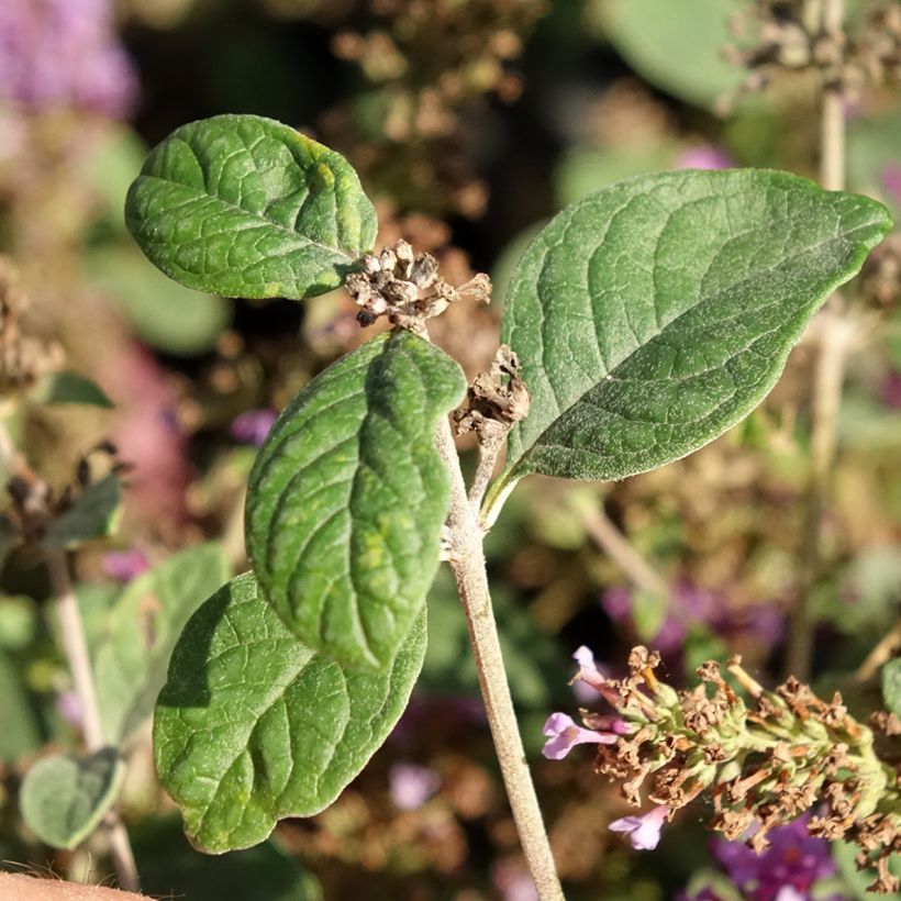 Buddleia Blue Chip Jr (Follaje)