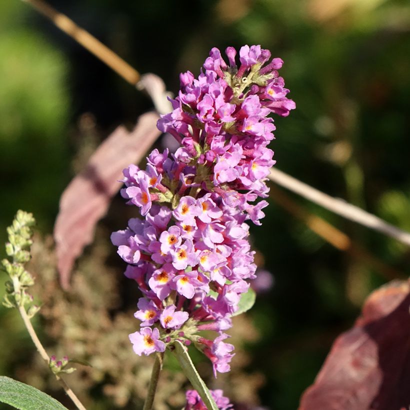 Buddleia Blue Chip Jr (Floración)