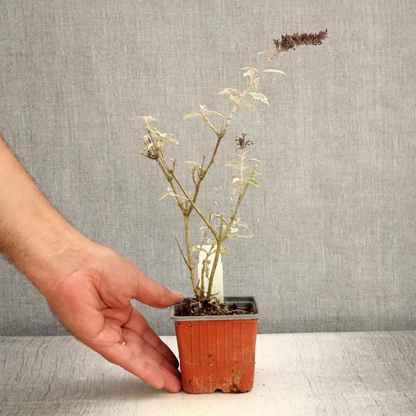 Ejemplar de Buddleja davidii Adonis Blue Maceta de 8/9 cm entregado en verano