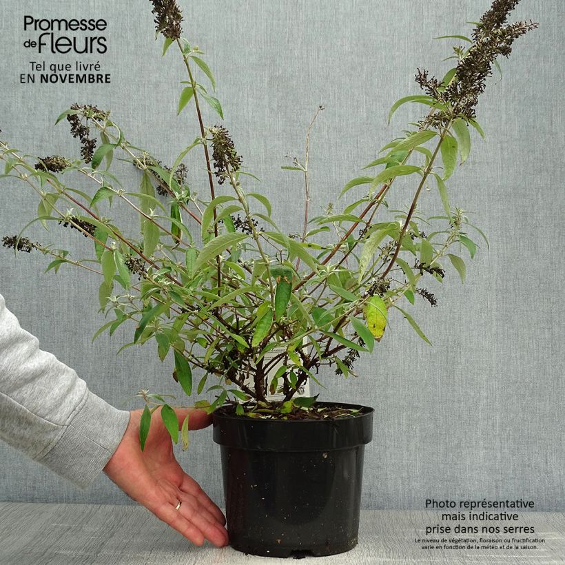 Ejemplar de Buddleja davidii Adonis Blue Maceta 3L/4L entregado en otoño