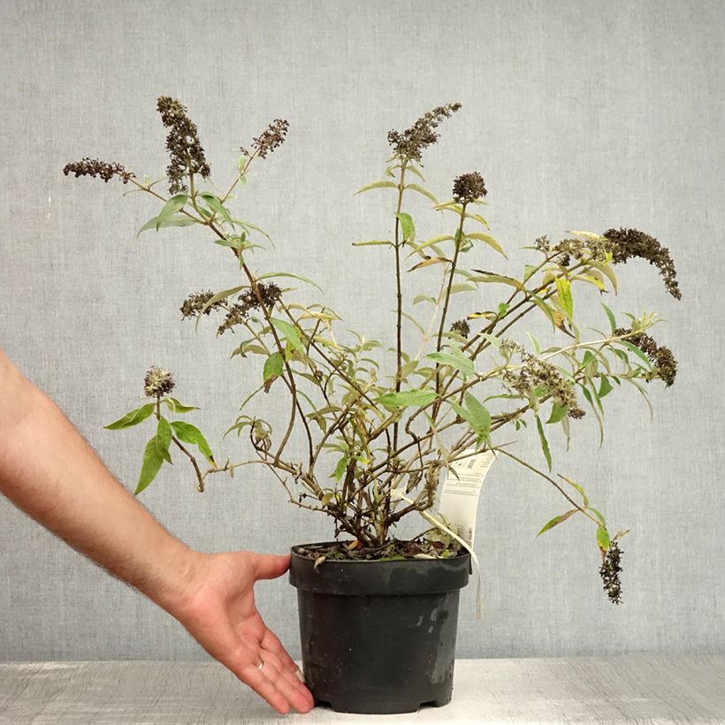 Ejemplar de Buddleja davidii Adonis Blue Maceta 3L/4L entregado en verano