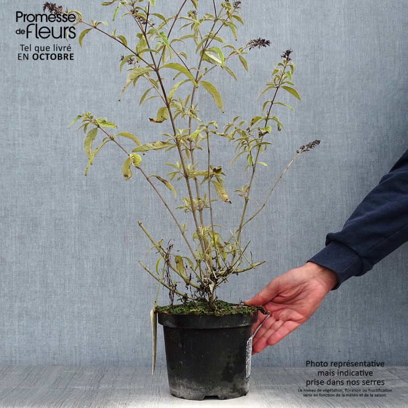 Ejemplar de Buddleja davidii Harlequin Maceta 2L/3L entregado en otoño