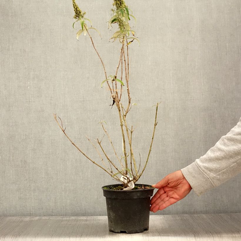 Ejemplar de Buddleja davidii Marbled White Maceta 2L/3L entregado en otoño