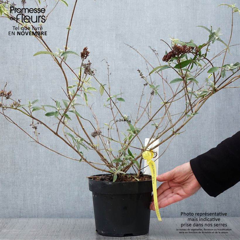 Ejemplar de Buddleja davidii Masquerade Maceta 3L/4L entregado en otoño