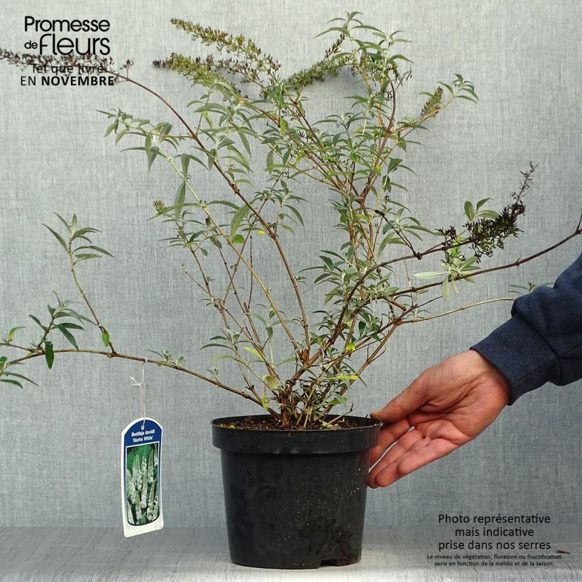 Ejemplar de Buddleja davidii Nanho White Maceta 2L/3L entregado en otoño