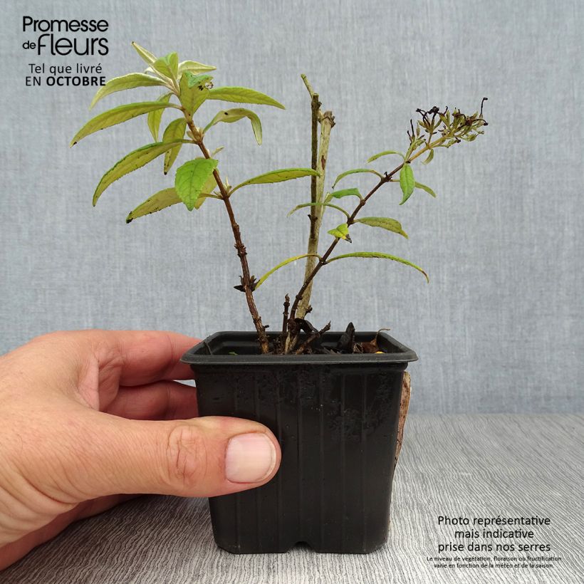 Ejemplar de Buddleja davidii Pink Delight Maceta de 8/9 cm entregado en otoño