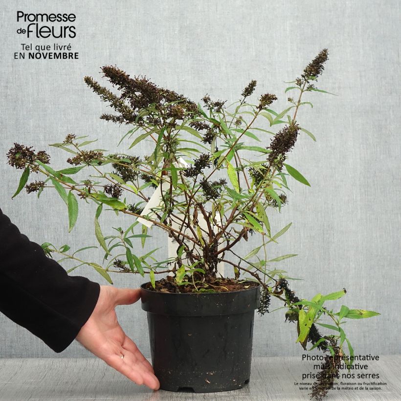 Ejemplar de Buddleja davidii Purple Emperor Maceta 2L/3L entregado en otoño
