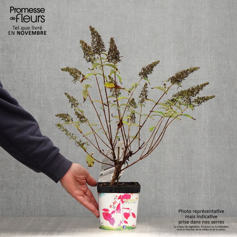 Ejemplar de Buddleja davidii Rêve de Papillon Pink Maceta 2L/3L entregado en otoño