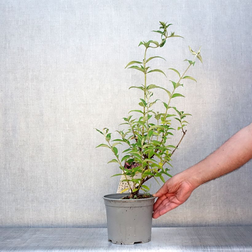 Ejemplar de Buddleja davidii Rêve de Papillon Pink Maceta 2L/3LAltura de entrega aprox. 30/40cm entregado en verano